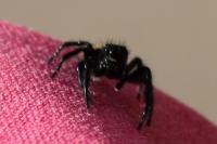 Carrhotus xanthogramma