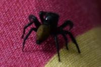 Carrhotus xanthogramma