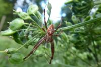 Araneus diadematus