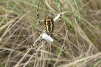 Argiope bruennichi