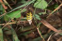 Argiope bruennichi