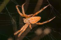 Araneus diadematus