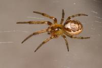 Zygiella x-notata