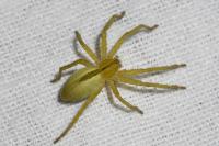 Micrommata ligurina