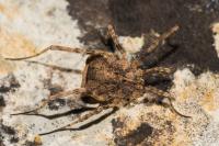 Odiellus spinosus