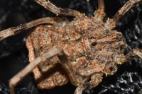 Odiellus spinosus