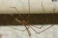 Pholcus phalangioides