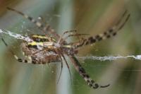 Argiope bruennichi