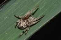 Larinioides cornutus