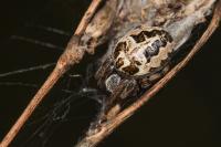 Larinioides cornutus