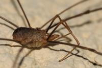 Phalangium opilio