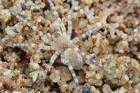 Arctosa