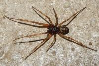 Steatoda grossa