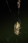 Cyclosa conica