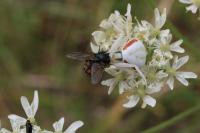 Misumena vatia