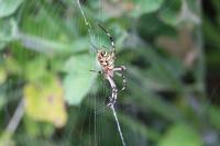 Argiope bruennichi