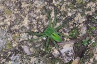 Micrommata ligurina