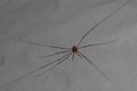 Dicranopalpus ramosus