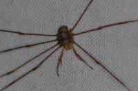 Dicranopalpus ramosus