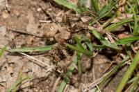 Araneus angulatus