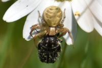 Xysticus