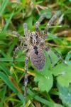 Zoropsis spinimana
