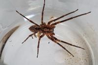 Zoropsis spinimana