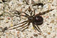 Steatoda grossa