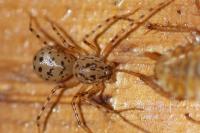 Scytodes thoracica