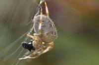 Araneus diadematus
