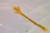 Nelima doriae