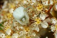 Misumena vatia