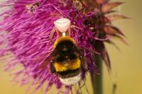 Thomisus onustus