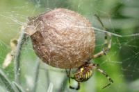 Argiope bruennichi