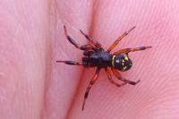Asagena phalerata