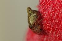 Cyclosa conica