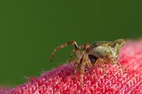 Cyclosa conica