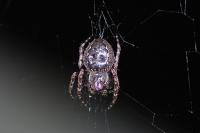 Nuctenea umbratica