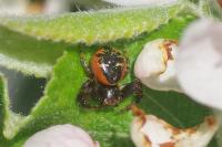 Synema globosum