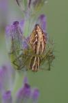 Oxyopes