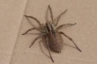 Hogna radiata
