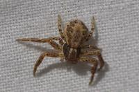Xysticus