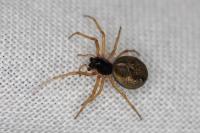 Pachygnatha degeeri
