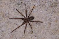 Eratigena