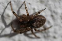 Zygiella x-notata