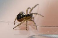 Pachygnatha degeeri