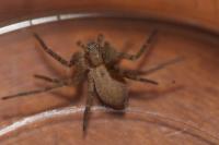 Philodromus