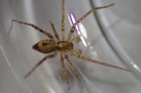 Anyphaena accentuata