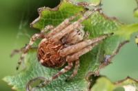 Agalenatea redii