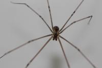 Holocnemus pluchei